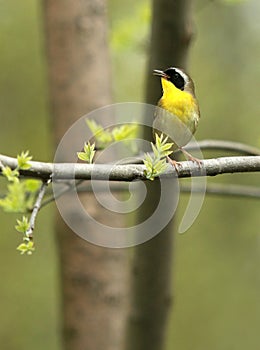Common Yellowthroat photo