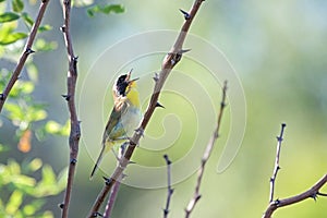 Common Yellowthroat Warbler Chirps Loudly
