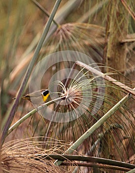 Common yellowthroat warbler Geothlypis trichas photo