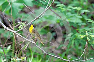 Common Yellowthroat Warbler Sings a Song photo