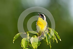 A Common Yellowthroat Warbler Sings on Top of a Tree photo