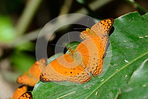 Common Yeoman butterfly (Cirrochroa tyche)