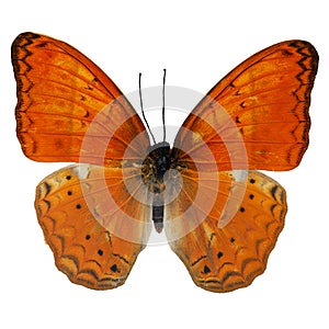 Common Yeoman butterfly