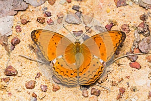 Common Yeoman butterfly