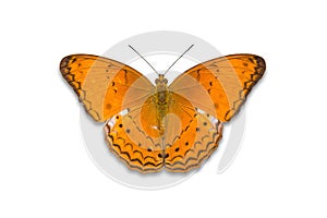 Common Yeoman butterfly