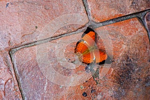 Common Yeoman butterfly on ground