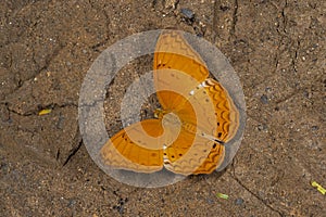 Common Yeoman, Cirrochroa tyche, butterfly, Garo Hills, Meghalaya, India