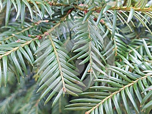 Common Yew (Taxus baccata)