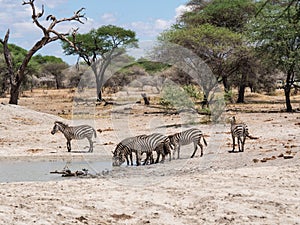 Common zebra