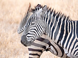 Common zebra