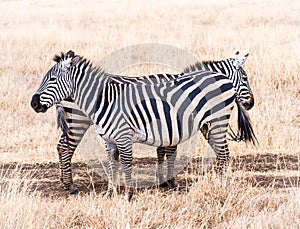 Common zebra