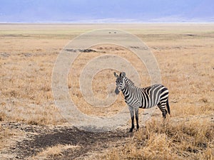 Common zebra