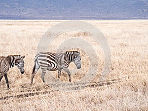 Common zebra