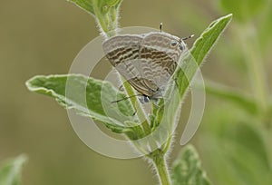 Common zebra blue butterfly