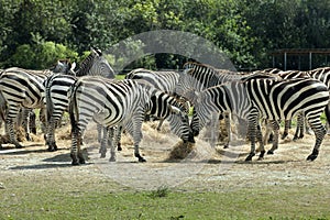 Common Zebra (Equus burchelli)