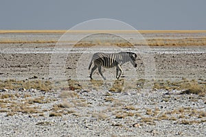 Common zebra Equus quagga