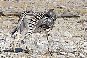 Common zebra Equus quagga