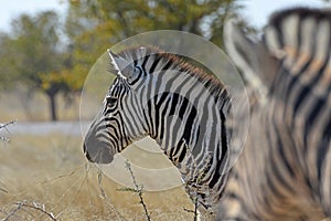 Common Zebra Equus quagga in the Etosha National Park Namibia