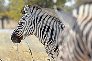 Common Zebra Equus quagga in the Etosha National Park Namibia