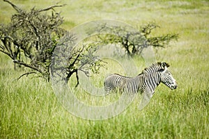 Common Zebra in green grass of Lewa Conservancy, North Kenya, Africa photo
