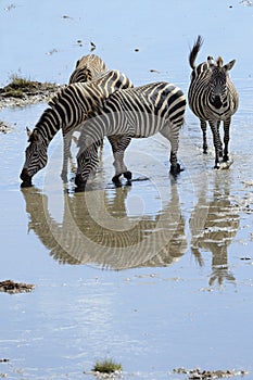 Common Zebra herd photo
