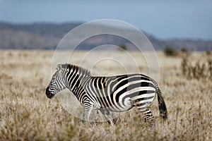 Common zebra in Lewa Conservancy, Kenya