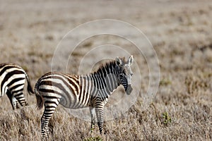 Common zebra in Lewa Conservancy Kenya