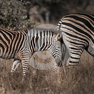 Common Zebra, Mother and baby ,