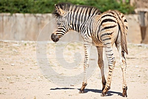 Common Zebra, science names Equus burchellii, baby stand on sand ground