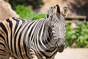 Common Zebra, science names Equus burchellii, stand on sand ground