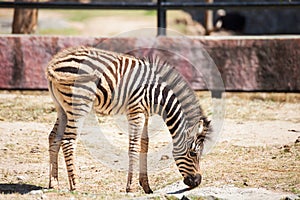 Common Zebra, science names Equus burchellii, stand on sand ground