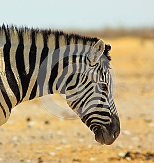 Common Zebra side profile of face