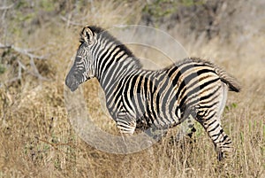 Common Zebra, South, Africa