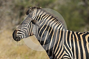 Common Zebra, South, Africa