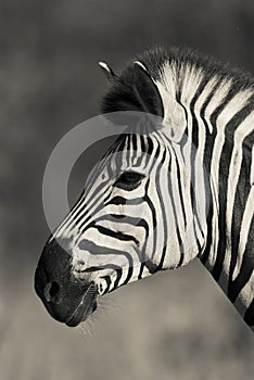 Common Zebra, South, Africa