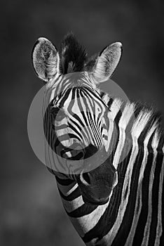 Common Zebra, South, Africa