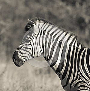 Common Zebra, South, Africa