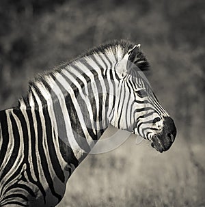 Common Zebra, South, Africa