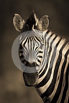 Common Zebra, South, Africa