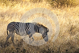 Common Zebra, South, Africa