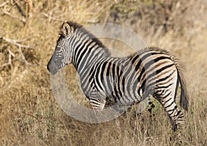 Common Zebra, South, Africa