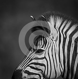 Common Zebra, South, Africa