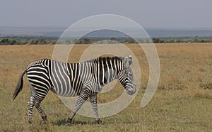 A common zebra walking in the wild plains of Kenya