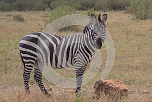 Common zebra winking in masai mara kenya