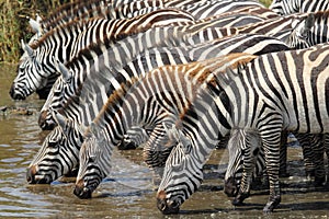 Common zebras drinking in Serengeti