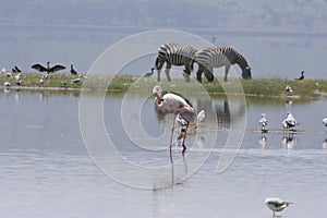 Common Zebras Equus Burchelli Punda Milia Lake Nakuru National Park