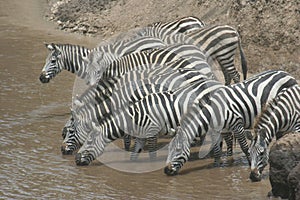 Common Zebras Equus Burchelli Punda Milia in Masai Mara.