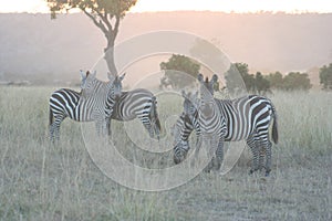 Common Zebras Equus Burchells Punda Milia