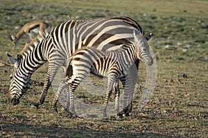 Common Zebras Equus Burchells Punda Milia