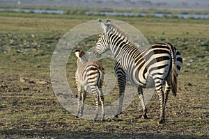 Common Zebras Equus Burchells Punda Milia